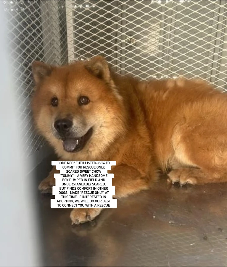 An adult medium-sized male Chow Chow dog named Tommy for adoption in Anaheim, CA