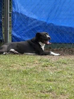 An adult large-sized male Boxer dog named Ace for adoption in Standish, MI
