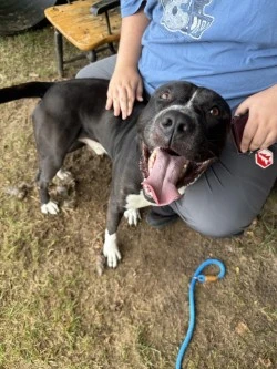 An adult large-sized male Boxer dog named Ace for adoption in Standish, MI