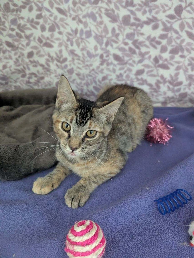 A baby small-sized female Tabby cat named Orion for adoption in Standish, MI