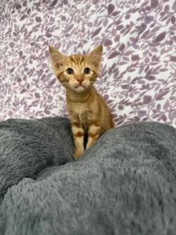 A baby small-sized male American Shorthair cat named Simba* for adoption in Standish, MI