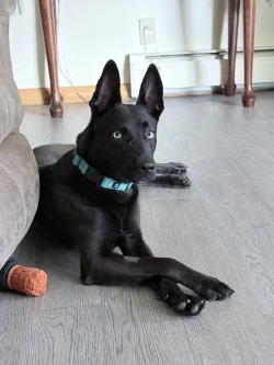 A baby medium-sized female German Shepherd Dog dog named Nala for adoption in Standish, MI