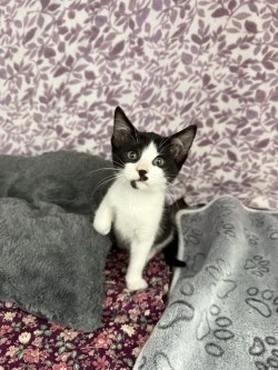A baby small-sized female American Shorthair cat named Zuri* for adoption in Standish, MI