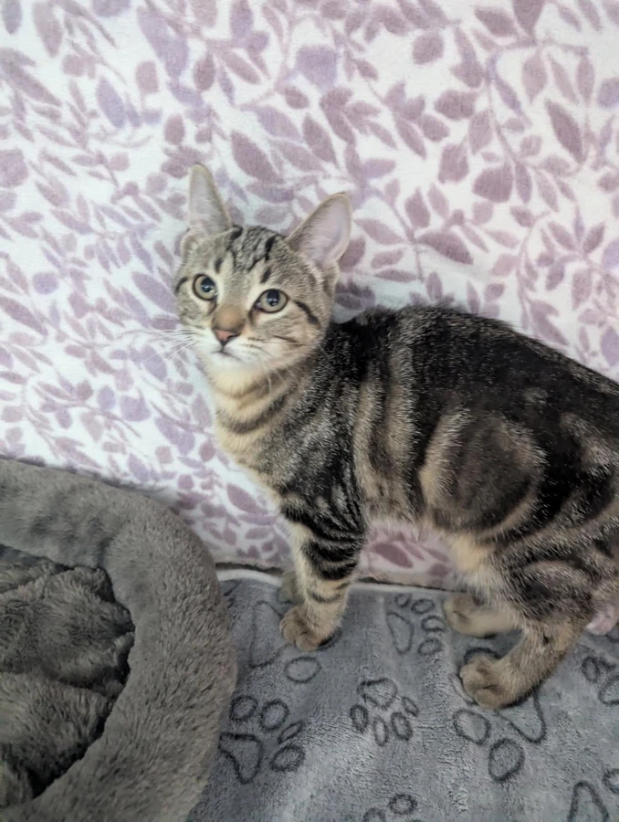 A baby small-sized female Tabby cat named Lil' Becky for adoption in Standish, MI