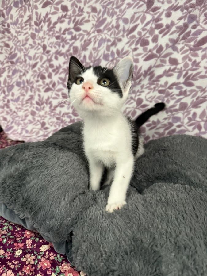A baby small-sized male American Shorthair cat named Pumba* for adoption in Standish, MI