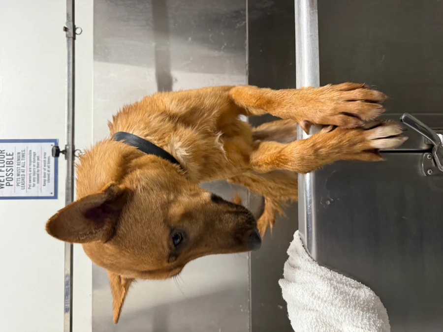An adult medium-sized male Mixed Breed dog named Jax for adoption in Standish, MI