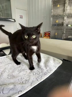 A young small-sized female Domestic Short Hair cat named Charlie for adoption in Standish, MI