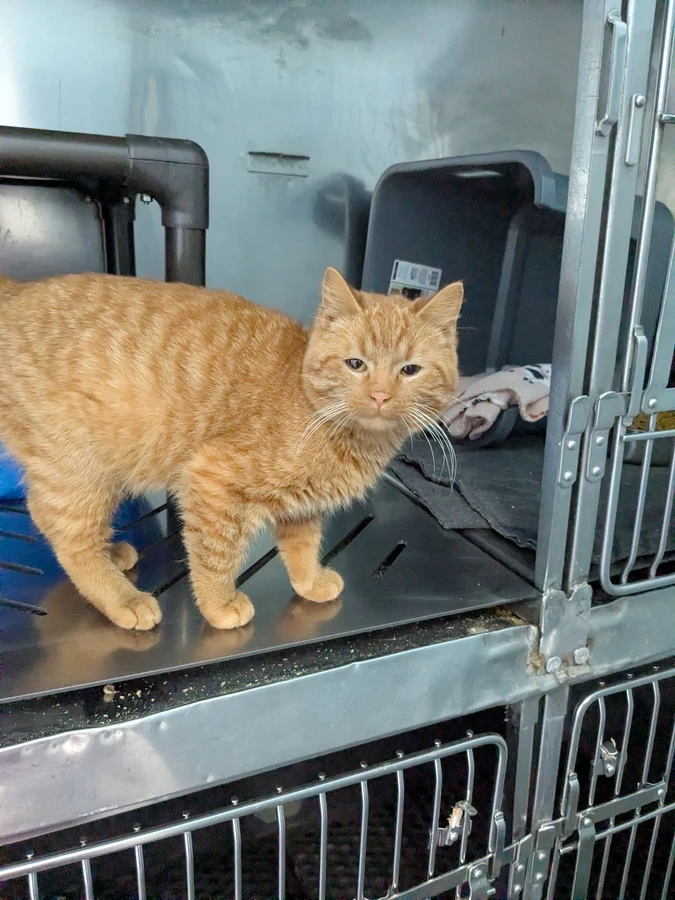 A young small-sized male Domestic Short Hair cat named Garfield for adoption in Standish, MI