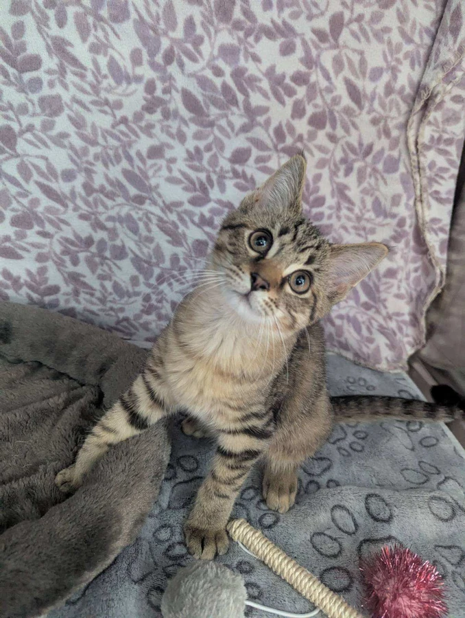 A baby small-sized male Tabby cat named Denali for adoption in Standish, MI