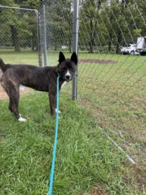An adult large-sized male Brindle Staffordshire Bull Terrier dog named Onyx for adoption in Standish, MI