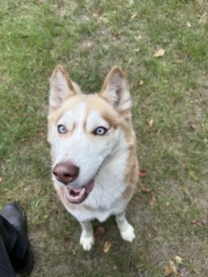An adult large-sized female White / Cream Husky dog named Zara for adoption in Standish, MI