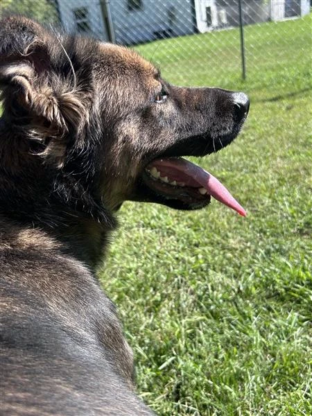 An adult medium-sized female Shepherd dog named Willow for adoption in Standish, MI