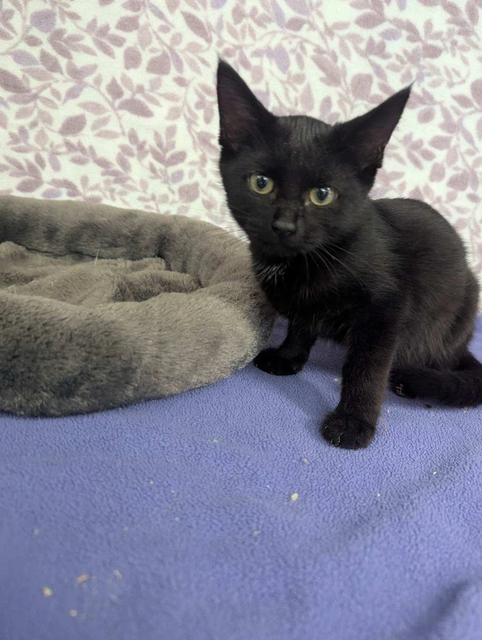 A baby small-sized female American Shorthair cat named Cosmo for adoption in Standish, MI