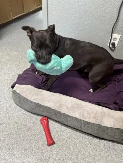 A baby medium-sized male Pit Bull Terrier dog named Nevile for adoption in Standish, MI