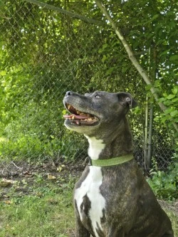 An adult large-sized male Boxer dog named Charlie for adoption in Standish, MI