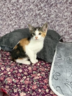 A baby small-sized female Tabby cat named Nala* for adoption in Standish, MI