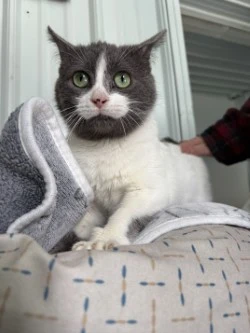 A young small-sized male Domestic Short Hair cat named Snowflake for adoption in Standish, MI