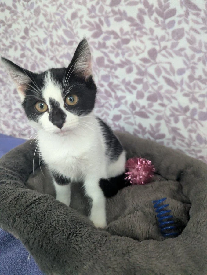 A baby small-sized female American Shorthair cat named Comet for adoption in Standish, MI