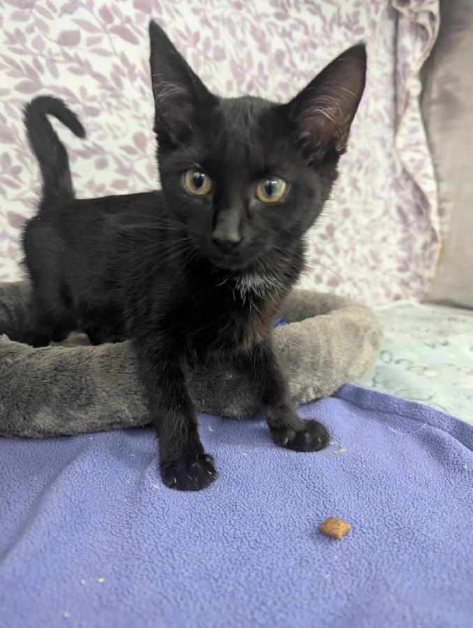A baby small-sized female American Shorthair cat named Orbit for adoption in Standish, MI