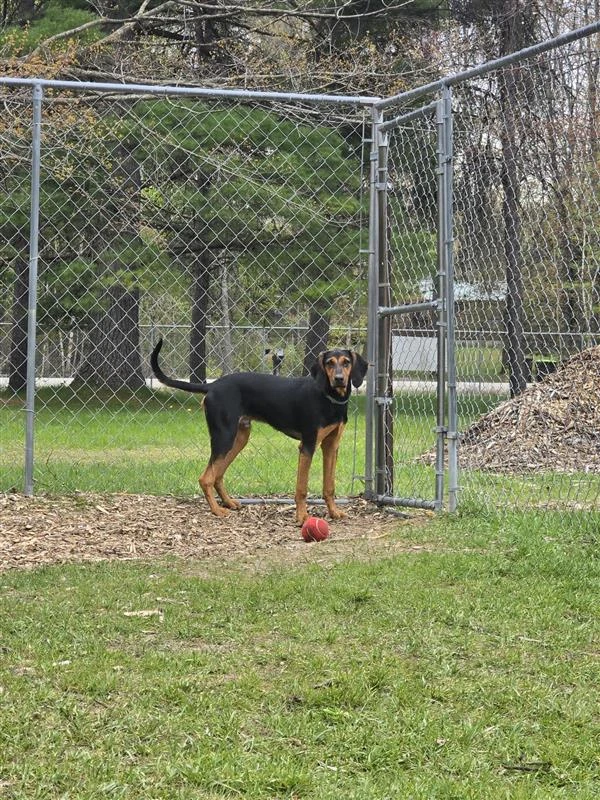 An adult medium-sized male Mixed Breed dog named Bear for adoption in Standish, MI