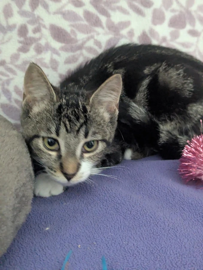 A baby small-sized female Tabby cat named Nebula for adoption in Standish, MI
