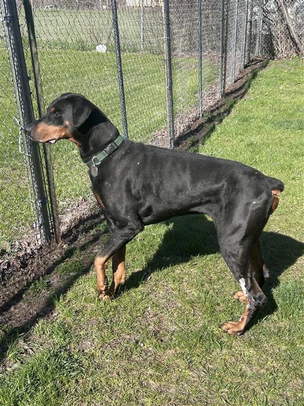 A senior large-sized male Doberman Pinscher dog named Gordy for adoption in Standish, MI