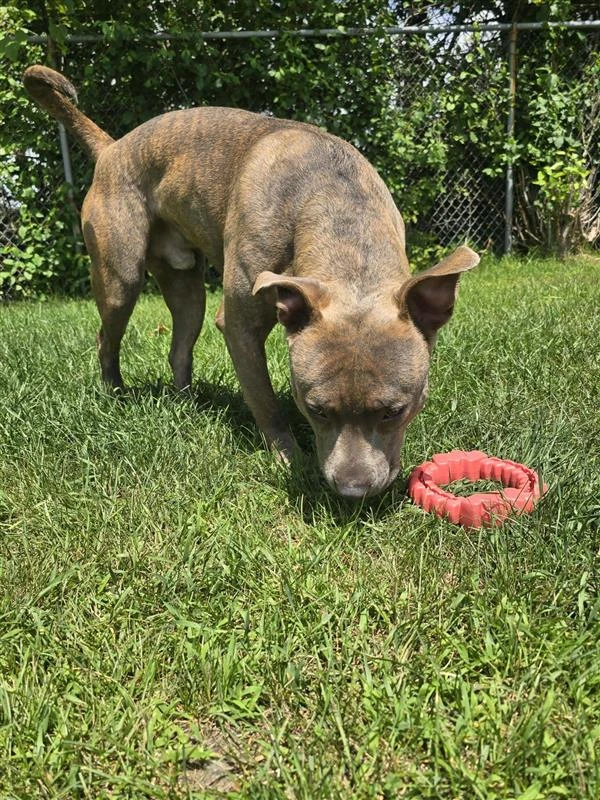 An adult large-sized male Mixed Breed dog named Duke for adoption in Standish, MI