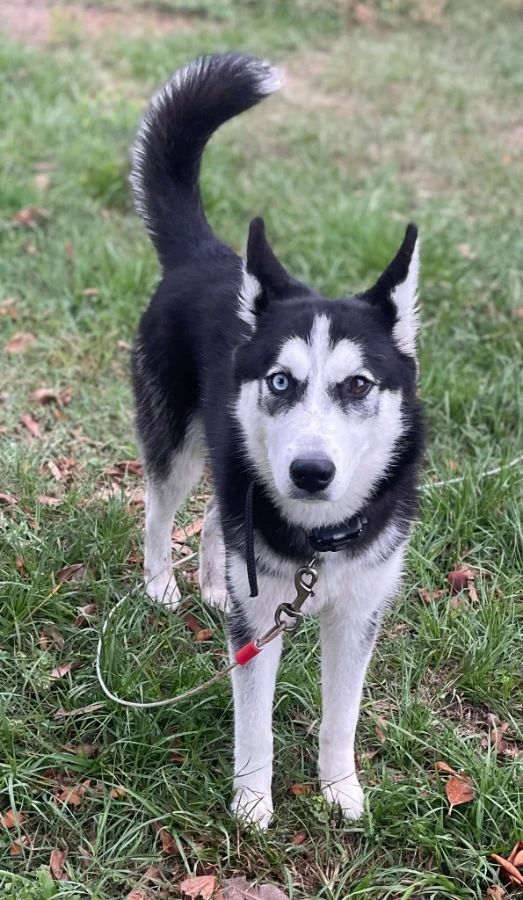 Nova