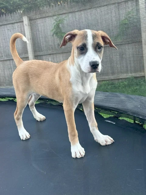 A baby medium-sized male Mixed Breed dog named Rooster for adoption in Lindenhurst, NY