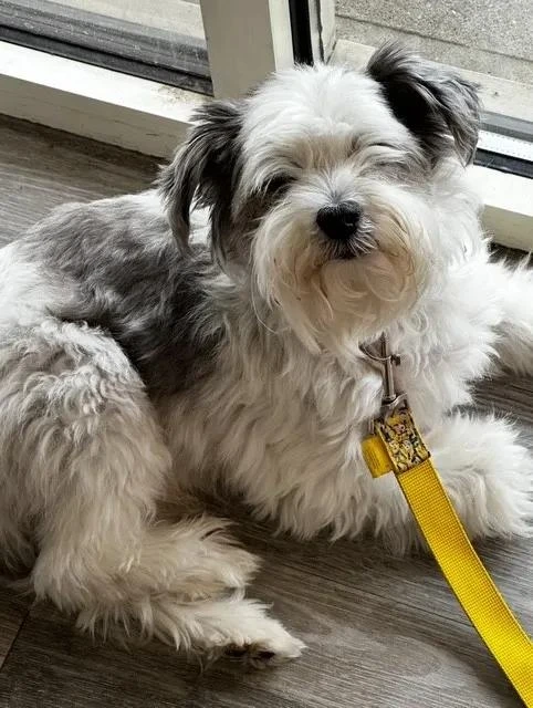 Oreo