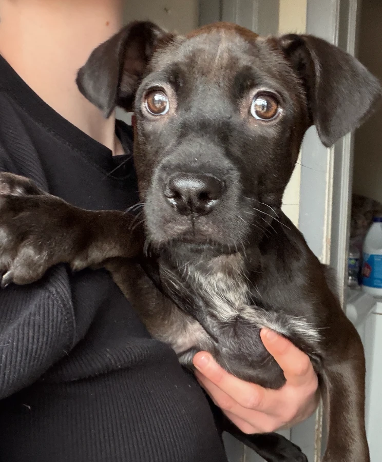 A baby medium-sized female Black Boxer dog named Darla  for adoption in Lindenhurst, NY