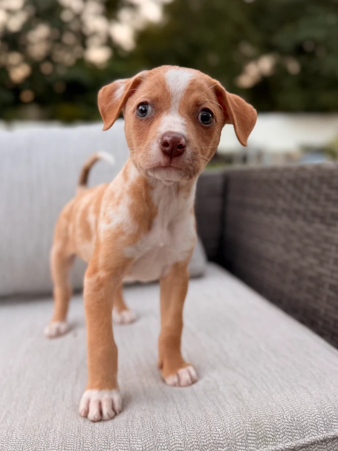 A baby small-sized male Australian Shepherd dog named Acorn for adoption in Lindenhurst, NY