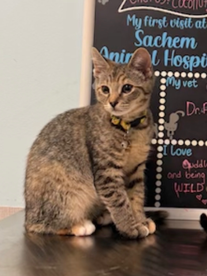 A baby medium-sized female Domestic Short Hair cat named Cactus for adoption in Lindenhurst, NY