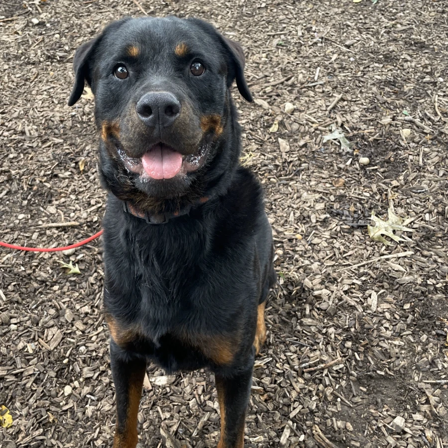 An adult extra large-sized male Black Rottweiler dog named Apollo for adoption in Lindenhurst, NY