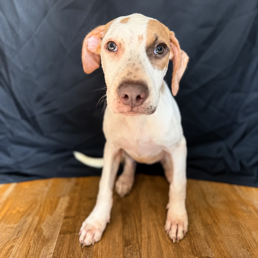 A baby medium-sized female White / Cream Mixed Breed dog named Luna (3074) for adoption in Lindenhurst, NY