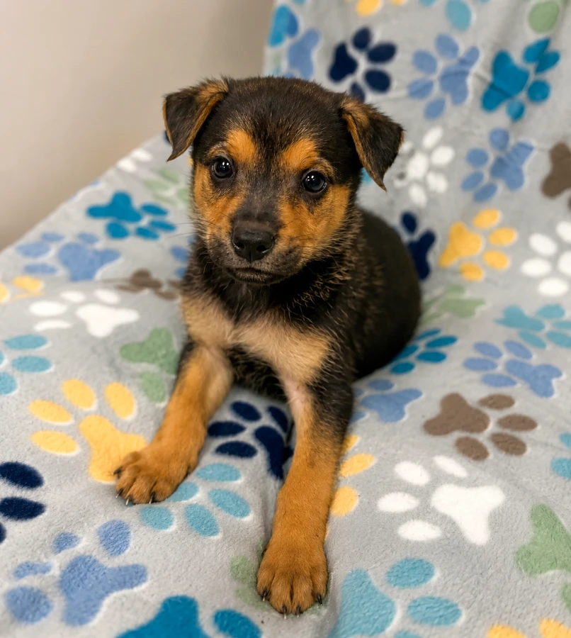 A baby medium-sized male Apricot / Beige Mixed Breed dog named Diesel for adoption in Lindenhurst, NY