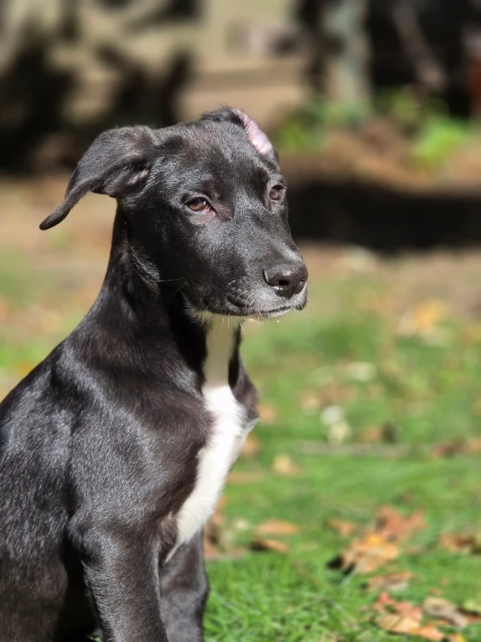 A baby medium-sized male Black Mixed Breed dog named Grumpy Bear for adoption in Lindenhurst, NY