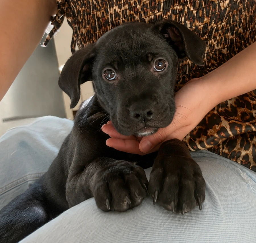 A baby medium-sized male Black Mixed Breed dog named Raspberry for adoption in Lindenhurst, NY