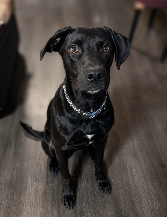 A baby medium-sized male Mixed Breed dog named Oliver Sudden for adoption in Lindenhurst, NY