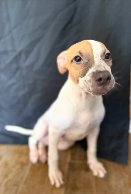 A baby medium-sized female Mixed Breed dog named Stella (2943) for adoption in Lindenhurst, NY