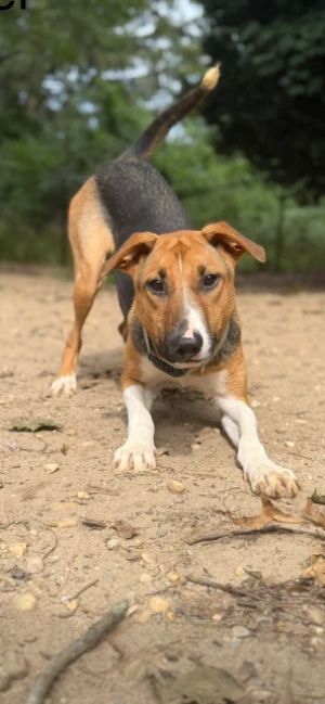 A young large-sized female White / Cream Mixed Breed dog named Ginger for adoption in Lindenhurst, NY