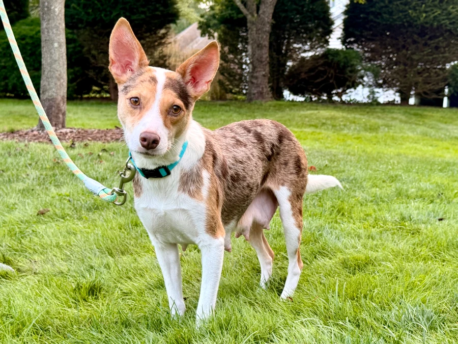 A young medium-sized female Australian Shepherd dog named Chai for adoption in Lindenhurst, NY