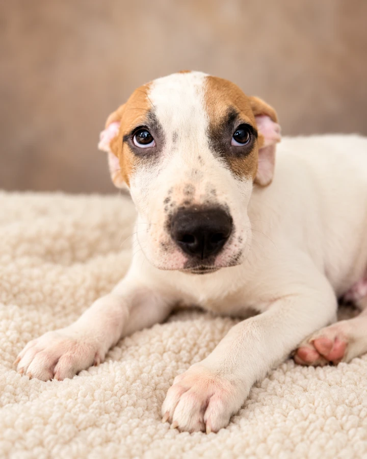 A baby medium-sized male White / Cream Mixed Breed dog named Mars for adoption in Lindenhurst, NY