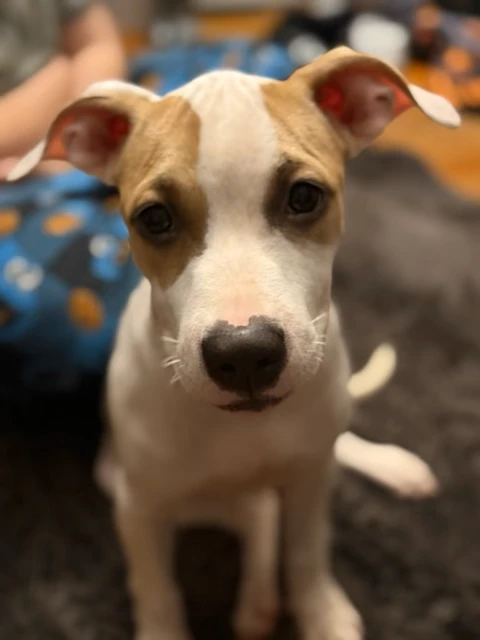 A baby medium-sized female American Staffordshire Terrier dog named Hazel for adoption in Lindenhurst, NY