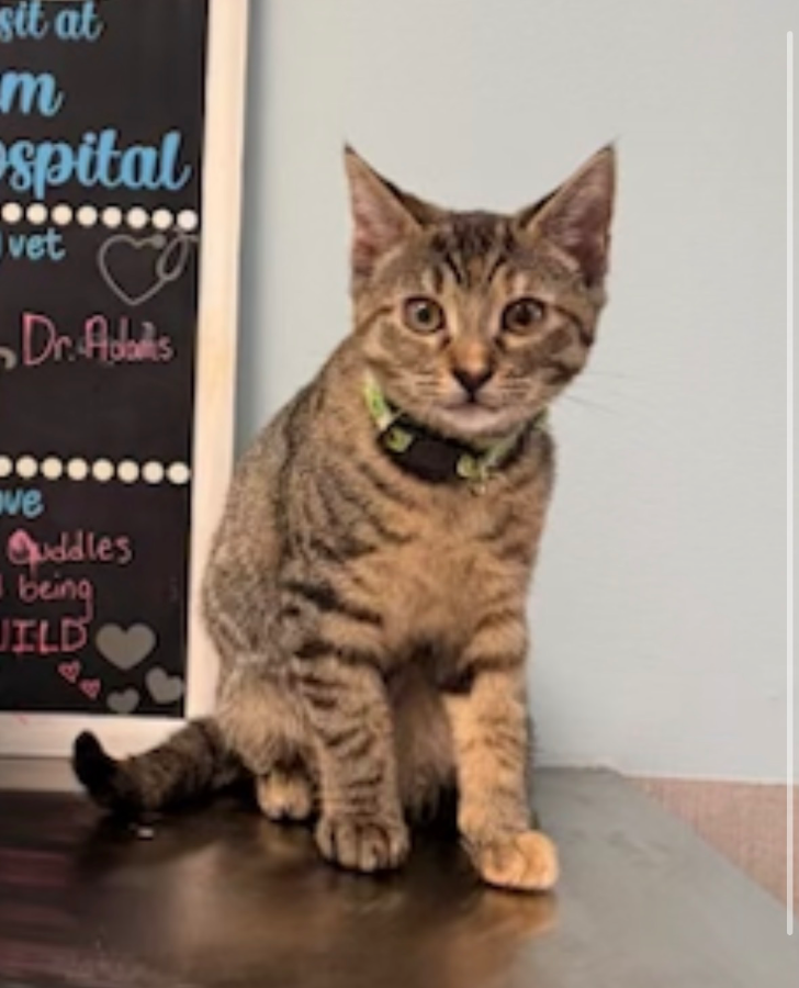 A baby medium-sized female Domestic Short Hair cat named Coconut for adoption in Lindenhurst, NY