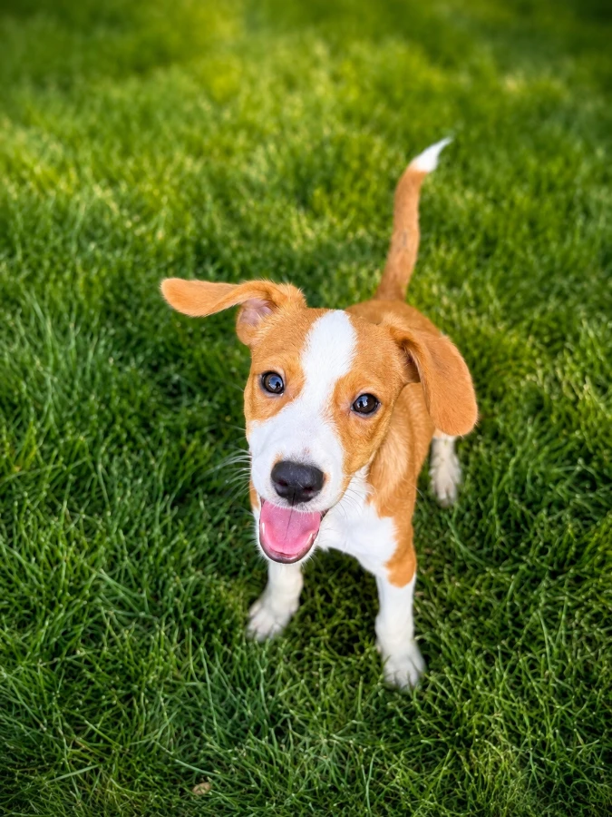 A baby medium-sized female Beagle dog named Hickory for adoption in Lindenhurst, NY