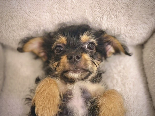 A baby small-sized male Yorkshire Terrier dog named Stripe for adoption in Lindenhurst, NY