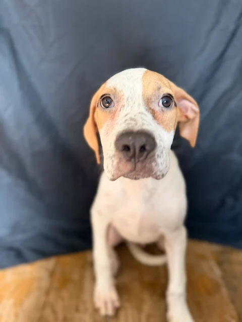 A baby medium-sized male Mixed Breed dog named Venus (2896) for adoption in Lindenhurst, NY