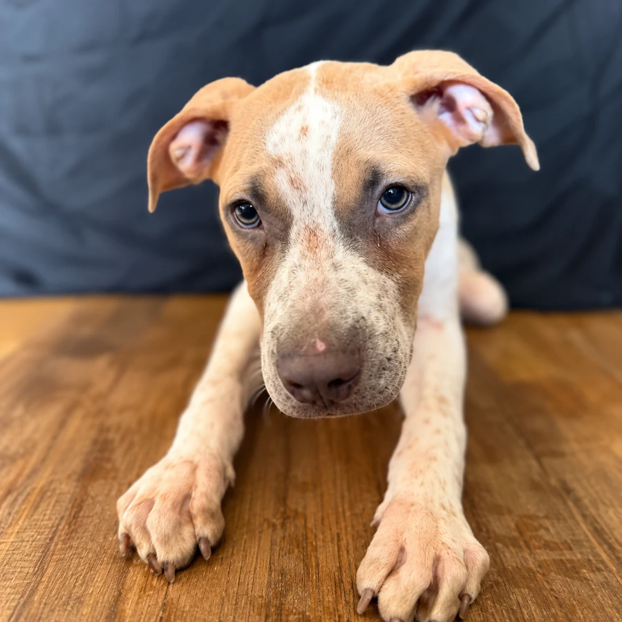 A baby medium-sized male White / Cream Mixed Breed dog named Orion (0701) for adoption in Lindenhurst, NY