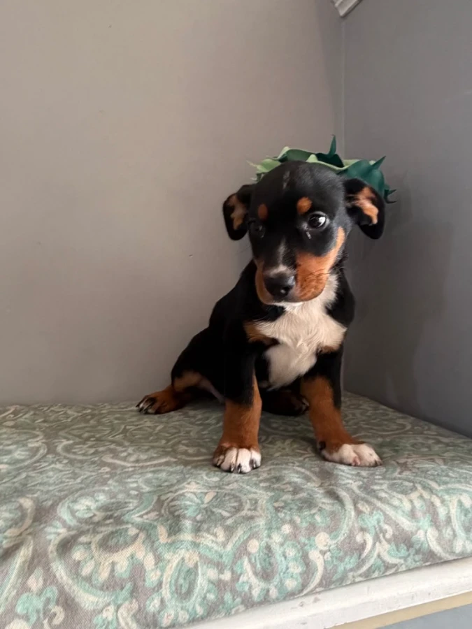 Darla